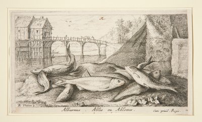 Alburnus. Ables or Ablettes by Albert Flamen