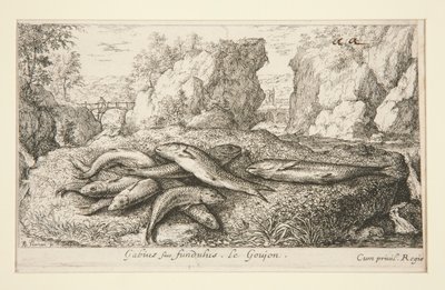 Gabius or Fundulus. The Gudgeon by Albert Flamen