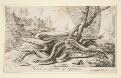 Muraena or Lamprey by Albert Flamen