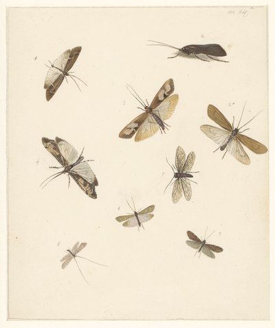 Study sheet with eight moths by Albertus Steenbergen