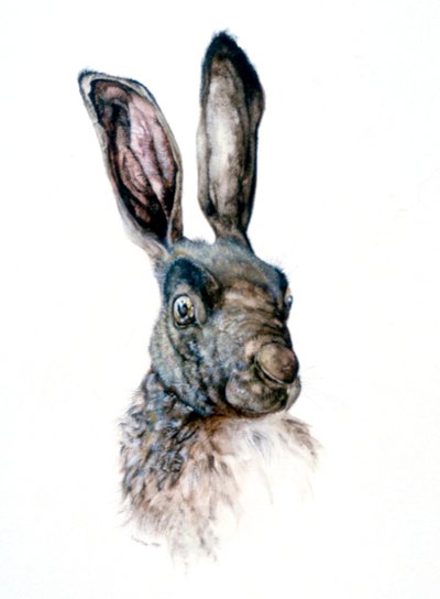 Study of a Hare by Albrecht Dürer