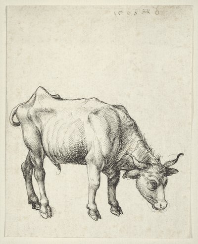 Young Bull by Albrecht Dürer