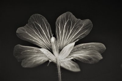 Clarity, 2019 by Alex Caminker