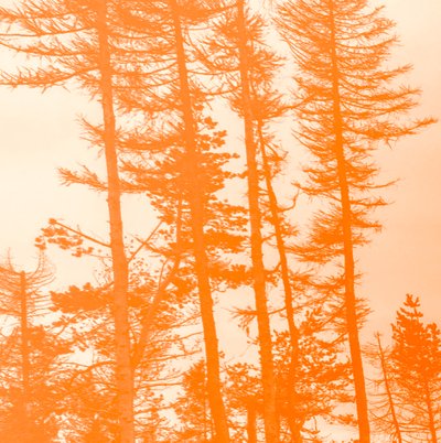 If the Trees Were Orange by Alex Caminker