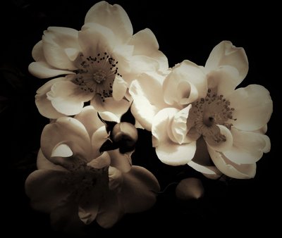 Natural Combination by Alex Caminker