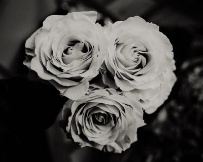 Three Roses by Alex Caminker