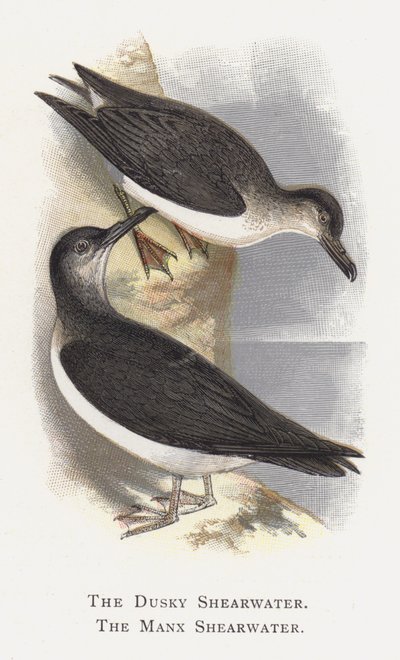 The Dusky Shearwater, The Manx Shearwater by Alexander Francis Lydon