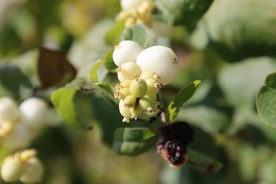 Snowberry 2 by Alexandra Joseph