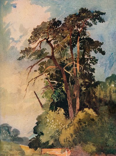 Study of Trees by Alfred William Rich