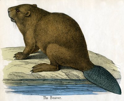 Antique Print of a Beaver by American School