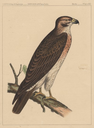 Birds, Plate XII by American School