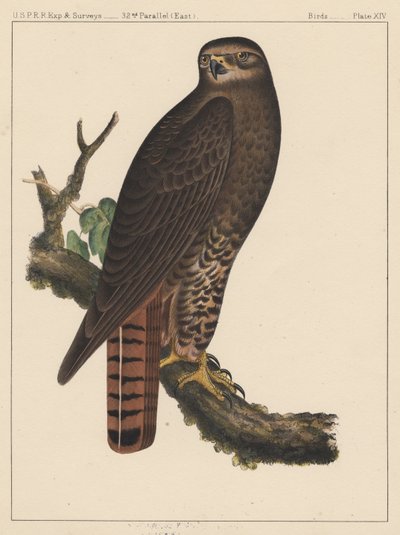 Birds, Plate XIV by American School