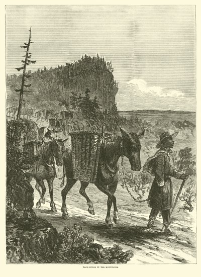 Pack-mules in the mountains, February 1863 by American School