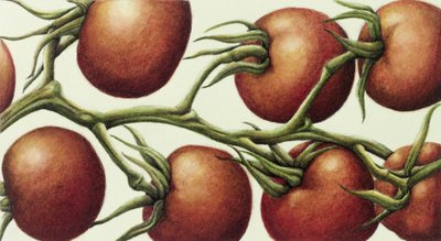 Tomato Vine, 1999 by Annabel Barrett