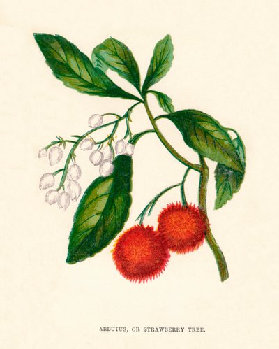 Arbutus, or Strawberry Tree, c1891, 1891 by Anne Pratt