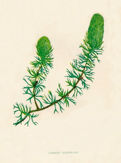 Common Hornwort by Anne Pratt