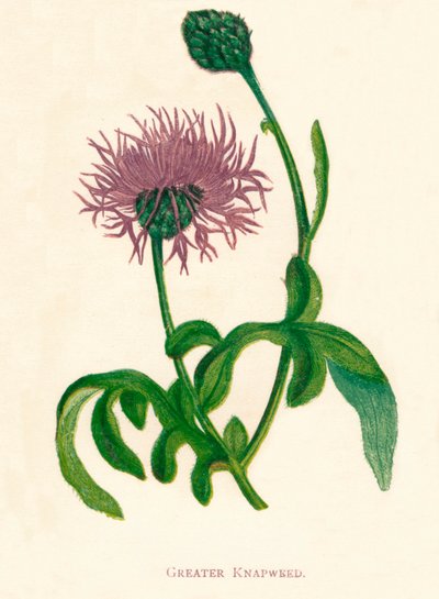 Greater Knapweed by Anne Pratt