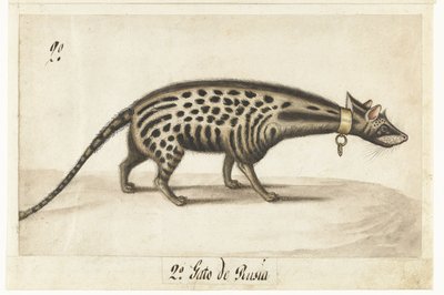 Album Sheet with a Civet Cat by Anonymous