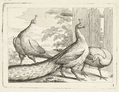 Three Peacocks (series title: Native Birds) by Anonymous