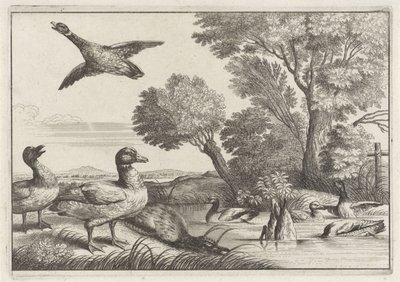 Ducks by Anonymous