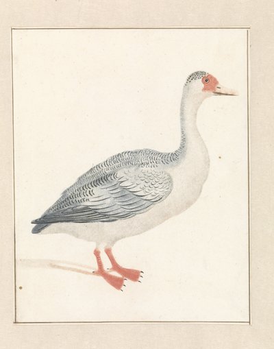 Goose to the Right by Anonymous