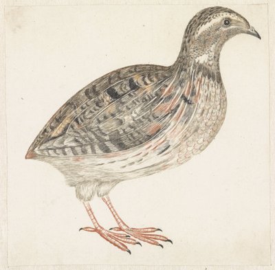 Quail by Anonymous