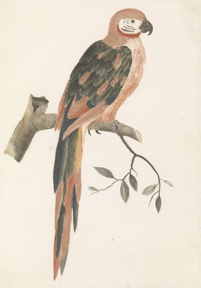 Parrot on a Branch by Anonymous