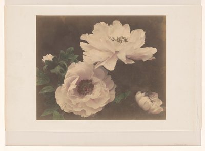 Peonies by Anonymous