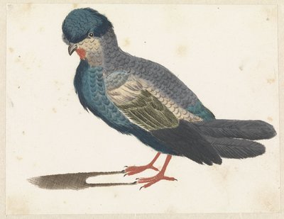 Standing Bird Facing Left, Possibly a Dove by Anonymous