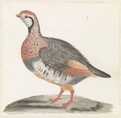 Partridge by Anonymous