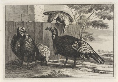 Four Turkeys (Various Birds) by Anonymous