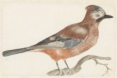 Jay on a Branch by Anonymous
