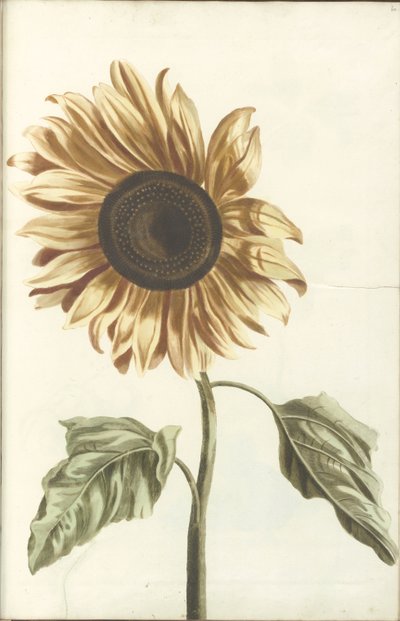 Sunflower by Anonymous