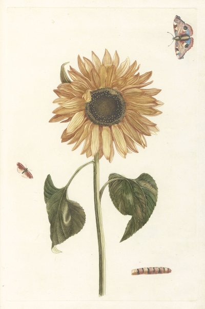 Sunflower, Caterpillar and Two Butterflies by Anonymous