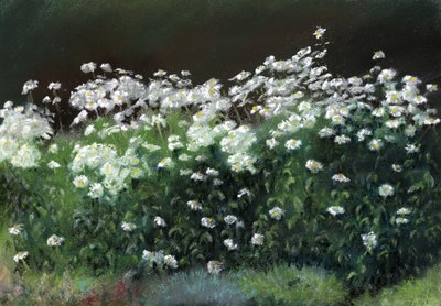Shasta Daisies by Anthony Rule