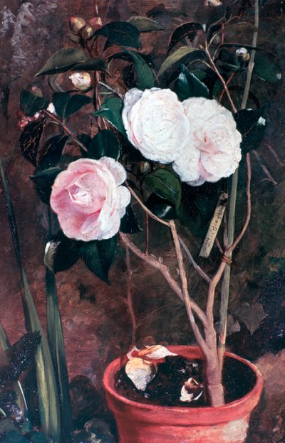 Camelias, 19th Century by Antonio Maria Fabres y Costa