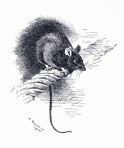 Rat, pub. by Book Club Associates by Archibald Thorburn