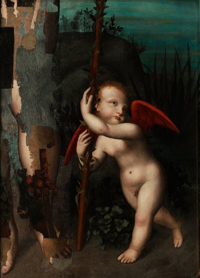 Cupid with a Myrtle by Aurelio Luini