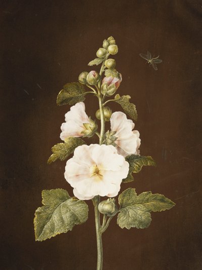 A Hollyhock by Barbara Regina Dietzsch