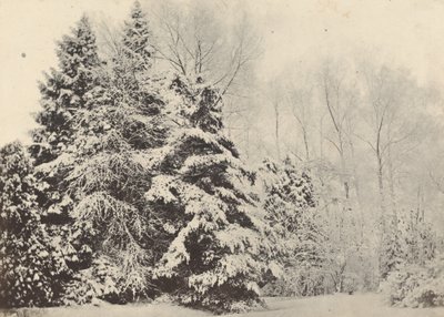 Landscape of Firs in the Snow by Baron A. Fays