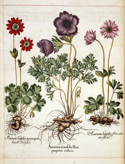 Anemone, from Hortus Eystettensis by Basilius Besler