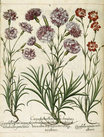 Caryophyllus, from Hortus Eystettensis by Basilius Besler