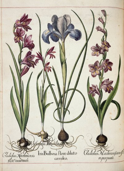 Gladiolus and Iris, from Hortus Eystettensis by Basilius Besler