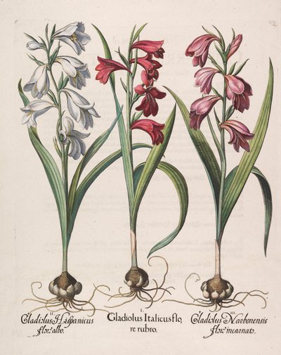 Gladiolus Italicus with Red Flowers by Basilius Besler