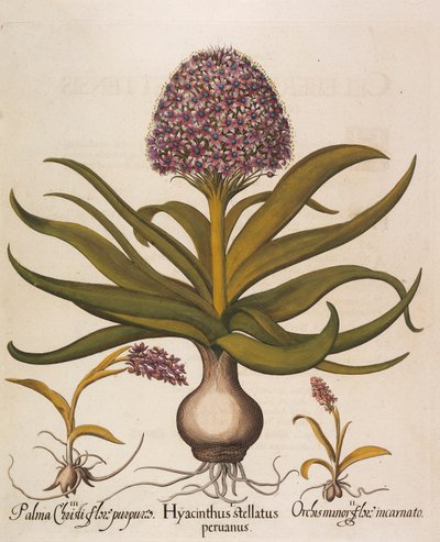 Hyacinthus stellatus, 1613 by Basilius Besler