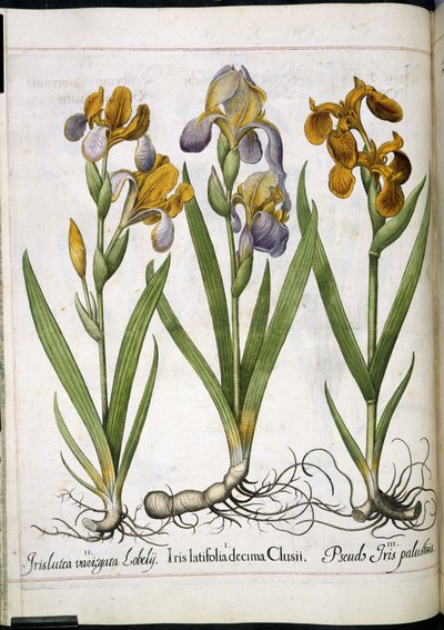 Iris, from 