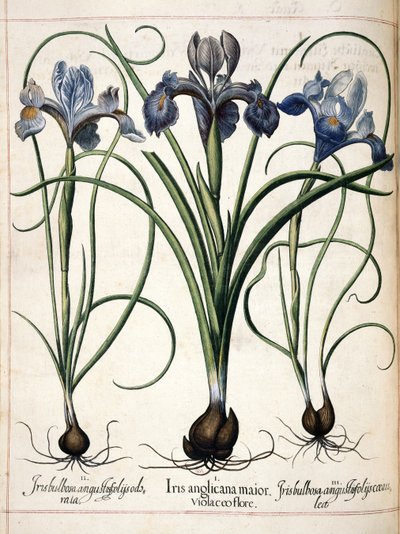 Iris, from Hortus Eystettensis by Basilius Besler