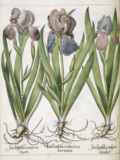 Iris, from 