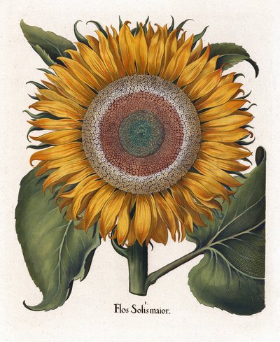 The Common Sunflower by Basilius Besler