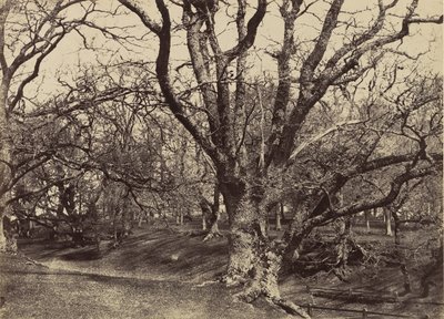 Pepperharrow Park, Surrey, 1852-54 by Benjamin Brecknell Turner